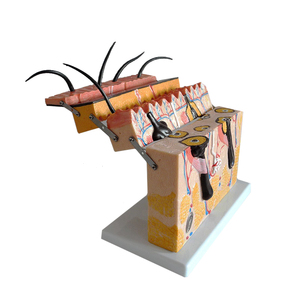 70 X Enlarged Medical Educational <strong>Human</strong> Anatomy <strong>Skin</strong> Model for Students Study 3D View - Product Image 4