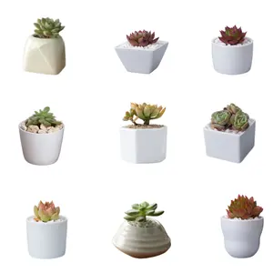 Vaso per piante succulento vaso per Bonsai in ceramica Macetas vaso di fiori Mini piccolo quadrato rotondo creativo Drop Shipping 1 USD bianco basso
