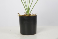 Nouveaux produits : Plantes Bonsaï, Plantes d'intérieur, Plantes tropicales, Plantes artificielles, Décoration de table pour la maison et le bureau