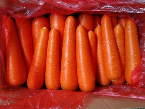 Frisch gewaschene Karotte 2L Big Carrot 10kg Karton nach Kanada - Product Image 6