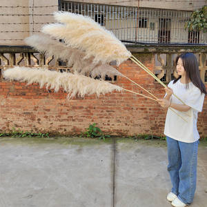 Precios súper bajos 56,5 cm Flor seca Hierba de Pampa seca para Decoración - Product Image 2