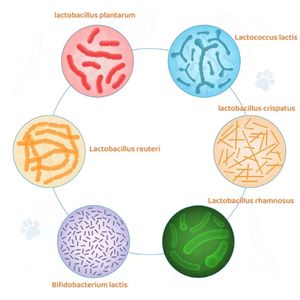 Dierlijke Vloeibare Vitamine Voedingssupplement 15 In 1 Multivitamine Druppels Voor De Gezondheid Van Huid, Vacht En Hart Bij Katten - Product Image 2