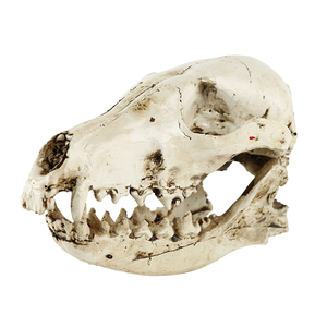 Tigre à dents <span class=keywords><strong>de</strong></span> <span class=keywords><strong>sabre</strong></span> en résine Huaqi pour modèle SKE35, peint à la main, réaliste, pour décoration intérieure, ornement d'Halloween avec motif <span class=keywords><strong>animal</strong></span> - Product Image 4