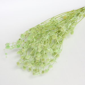 Fleurs de marron de mer séchées de haute qualité, fruits de la Saint-Valentin séchés, Eryngo <span class=keywords><strong>Eryngium</strong></span> <span class=keywords><strong>Foetidum</strong></span> pour la décoration de mariage - Product Image 6