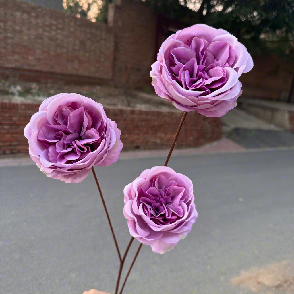 สีม่วง