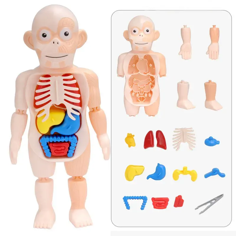 Montesori 3D Puzzle Model Anatomi Tubuh bayi mainan edukasi anak mainan rakitan Organ alat mengajar BodyOrgan untuk anak-anak