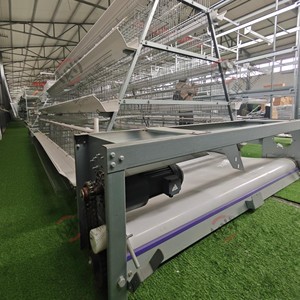 Équipement pour cages à volailles, système de nettoyage automatique des déchets pour 192 oiseaux, solution de production d'œufs commerciale, conception en acier Q235 - Product Image 5