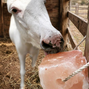 Sal del Himalaya Premium para Alimentación Animal, Ganado, Caballos, Perros, en Forma de Cuerda Personalizada, con Beneficios para la Salud - Product Image 1