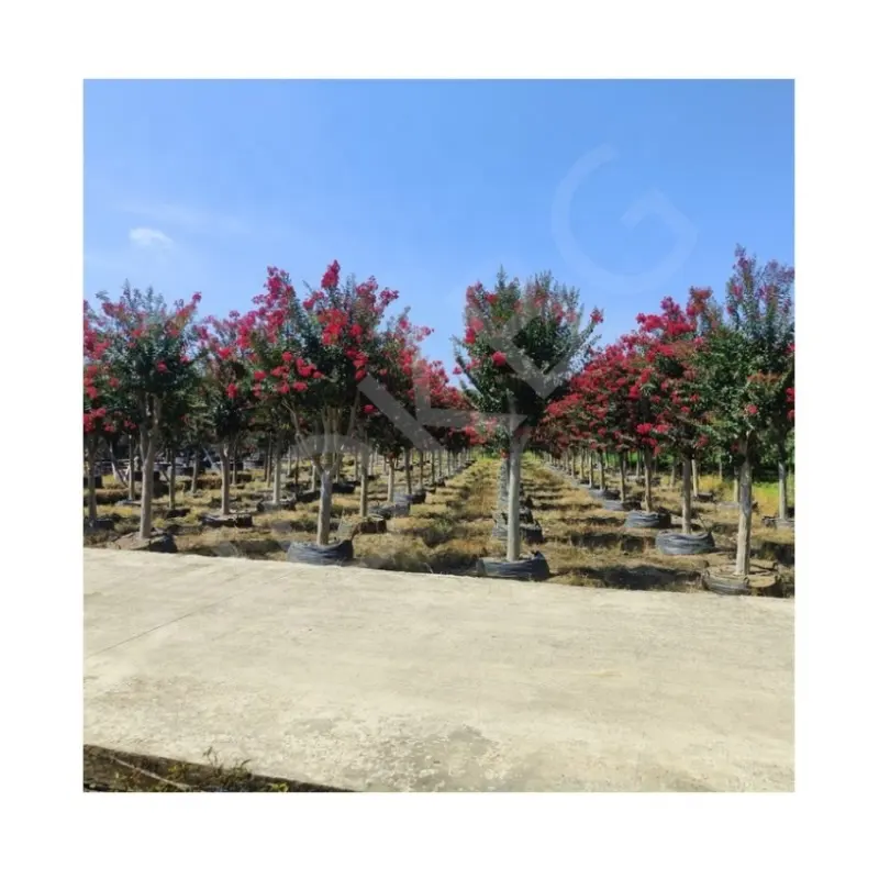 HOKBG Agrícola Anti-UV Durable Granja al aire libre 45 50 60 200 Galones Grande PP tejido Negro Plantas Jardín Grow Bag Para Crape Myrtle