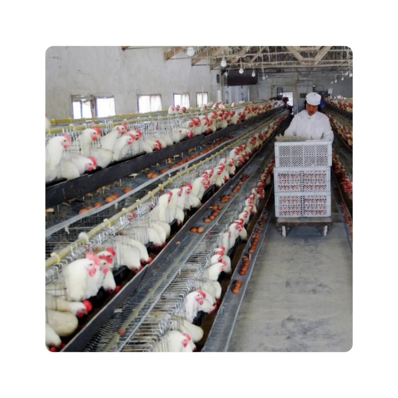 Capacity 128 chicken layer cage with full set drinking water system