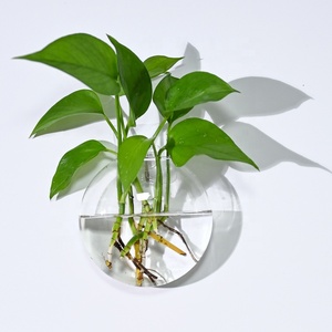 <span class=keywords><strong>Vase</strong></span> mural créatif, <span class=keywords><strong>vase</strong></span> hydroponique mural en verre radis vert, décoration murale simple pour salon, plantes vertes - Product Image 2