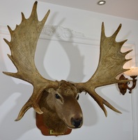 Tenture murale Collection Villa Adornos Navidad 2024 Town Store Grande tête de cerf d'élan pour la décoration de Noël