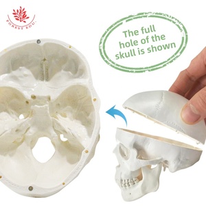 Modelo de cráneo humano anatómico 3 partes FRT019 ciencia médica la mandíbula de la barbilla puede morder con 3 dientes modelo de cráneo de tamaño natural extraíble - Product Image 2