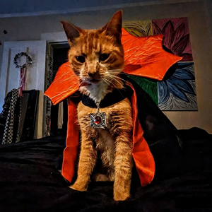 Ropa para mascotas pequeñas y medianas para perros y gatos, capa de vampiro transfronteriza de invierno, decoración de fiesta de Halloween, capa de poliéster sólido, disfraces - Product Image 4