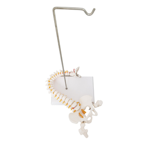Anatomie — colonne vertébrale naturelle, modèle <span class=keywords><strong>C</strong></span>, 45cm - Product Image 1