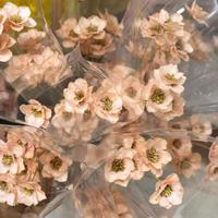 Fabrik-Großhandel Handgefertigte Echte Getrocknete Silberglockenblumen für Boho-Heimdekoration & Hochzeits-Blumenarrangements