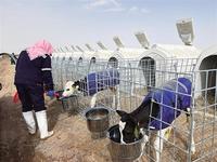 Cage pour bétail en plastique PP HUAYI HY-Calf House, état neuf, pour vaches laitières, moutons, veaux, équipement d'élevage