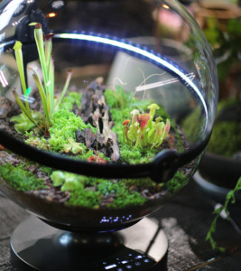 Pot de plante en acrylique Offres Spéciales, <span class=keywords><strong>boule</strong></span> décorative, <span class=keywords><strong>aquarium</strong></span> de paysage, <span class=keywords><strong>design</strong></span> artistique, équipement d'<span class=keywords><strong>aquarium</strong></span> - Product Image 3