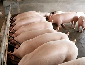 Prémélange pour porcs de croissance à 4% avec minéraux chélatés - Modèle 5142, haute biodisponibilité pour porcs de 25-60 kg - Product Image 3