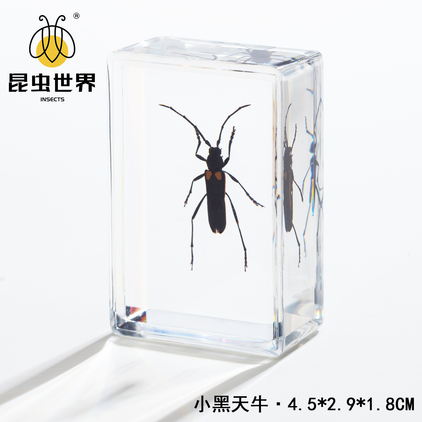 Small black longhorn beetle-452918cm