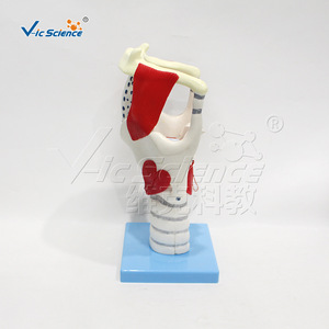 Modèle magnifié de la structure et de la fonction du larynx ; modèle d'anatomie du larynx humain ; outil de démonstration pédagogique pour - Product Image 2