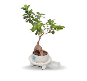 Bandeja de Plástico Ecológica, Cesta de Almacenamiento Multiusos Portátil para la Organización del Hogar y Uso Diario - Product Image 1