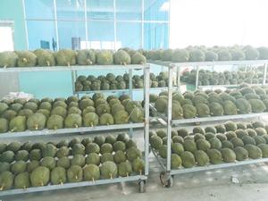 100% orgánica congelada DURIAN/ - Product Image 3