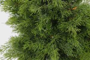 Planta Artificial profesional de alta calidad de estilo nórdico, 60cm, 13 ramas, árbol de Navidad denso, plantas bonsái - Product Image 6