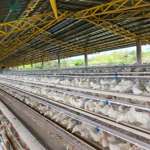 Jaulas para Pollos Tipo A, Galvanizadas por Inmersión en Caliente, Totalmente Automáticas, para 10000 20000 Aves, Cría de Aves de Corral, Gallinero - Product Image 5