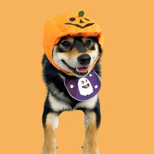 2025 Halloween calabaza fantasma gato perro mascota pañuelos lindo algodón babero especias toalla con patrón sólido accesorios de temporada de invierno - Product Image 5