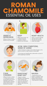 Aceite Esencial de Manzanilla Romana Orgánico Certificado, para Cuidado de la Piel de Alta Gama, Productos de Bienestar y Aplicaciones de <span class=keywords><strong>Terapia</strong></span> Holística - Product Image 3