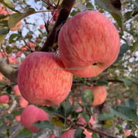 Nieuwe Oogst Fuji Rode Appel Fabriek Prijs Vers Fruit Te Koop