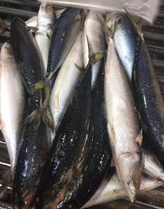 Venta al por mayor 10kg Cartón <span class=keywords><strong>Ozen</strong></span> Caballa del Pacífico 300/500 Piezas Caballa entera Pescado SCOMBER JAPONICUS 200-250g - Product Image 6