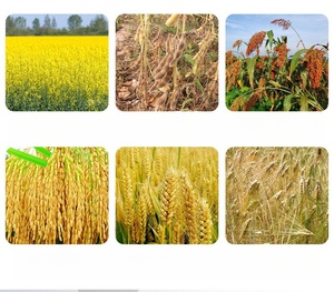 Máquina Desgranadora de Maíz, Trigo, Sorgo y Arroz para Uso Agrícola, Multifuncional, para Producción de Alimento para Aves de Corral - Product Image 6