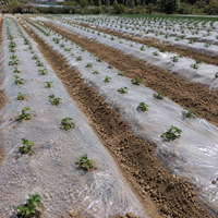 Film de paillage agricole transparent en polypropylène HNTF 1,2 m x 1000 m 20 microns, directement de l'usine, pour le réchauffement du sol et la rétention de l'humidité