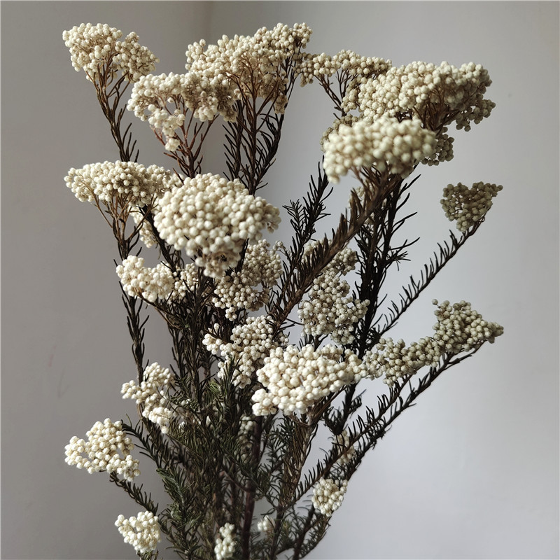 Tige naturelle, blanc infusé de couleur