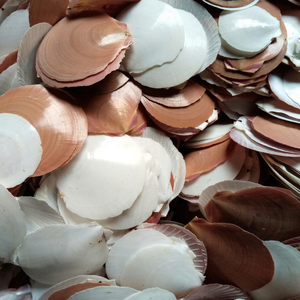 Oferta Especial: Conchas de Capiz Blancas Naturales 100% Puras, Pulidas y Sedosas - Diseño Rústico Moderno para Decoración Navideña - Product Image 1