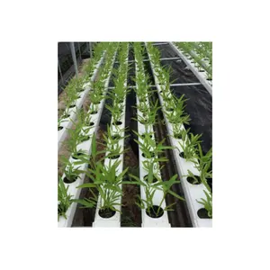 Equipo de tubería de PVC cuadrado de 11,7*50mm para cultivo hidropónico jardín verde