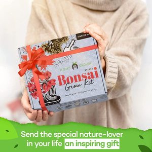 Premium 4 variétés d'érable japonais bonsaï, figue sacrée, kit de démarrage d'arbre de bonsaï Privet japonais Cadeaux de jardinage uniques - Product Image 2
