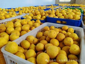 Zumo de pomelo dorado seco natural, polvo de pomelo para confitería de jugo, té de la leche, bebida de fruta instantánea de la fábrica BRC - Product Image 3