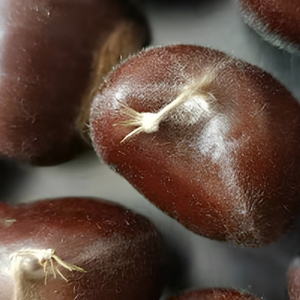 Châtaignes fraîches surgelées, cuites et décortiquées, pour la cuisson, la pâtisserie, les collations, vente en gros, sans gluten, prêtes à l'emploi, qualité supérieure - Product Image 2
