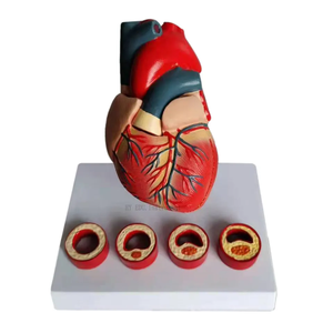 Educational <strong>3D</strong> human <strong>Heart</strong> Anatomical coronary arching attach Hospital Suppliers - Product Image 3