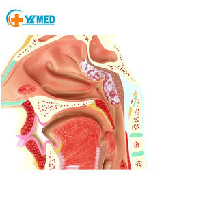 Modelo Anatómico <span class=keywords><strong>de</strong></span> <span class=keywords><strong>la</strong></span> Cavidad Nasal Humana, Modelo Educativo <span class=keywords><strong>de</strong></span> Ciencias Médicas <span class=keywords><strong>de</strong></span> Otorrinolaringología, Estructura <span class=keywords><strong>de</strong></span> <span class=keywords><strong>la</strong></span> Nariz, <span class=keywords><strong>la</strong></span> Boca y <span class=keywords><strong>la</strong></span> Nariz - Product Image 5