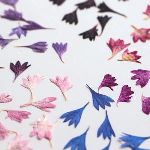 Petali di <span class=keywords><strong>fiordaliso</strong></span> fiore epossidico essiccato custodia materiale del telefono cellulare pacchetto fiore pressato - Product Image 4