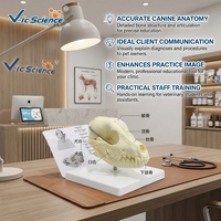 Modelo Anatómico de Cráneo Canino para Enseñanza de Anatomía Veterinaria y Demostración en Hospitales Veterinarios CE/ISO/ROHS/CNAS