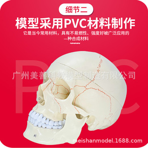 Crâne avec modèle de cerveau attaché ; Crâne humain, cerveau, neurologie, anatomie crânienne ; Suture osseuses ; Crâne avec modèle de cerveau attaché - Product Image 3