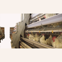 Système d'élevage automatique pour poules pondeuses en batterie, type A, pour la production d'œufs en ferme avicole