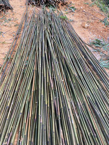 Supports en bambou naturel en gros : Canes de bambou Tonkin et piquets de bambou pour la pépinière, pour le soutien des tomates et des fleurs - Product Image 2