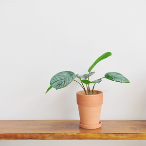 Faux calathea orbifolia พืชเทียมที่แตกต่างกันอย่างหรูหราสำหรับการออกแบบตกแต่งภายในที่ทันสมัย - Product Image 3