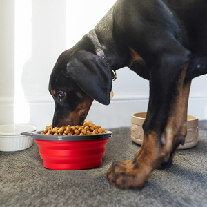 Tazón Plegable <span class=keywords><strong>para</strong></span> Perros <span class=keywords><strong>de</strong></span> Alimentación Lenta, Tazón <span class=keywords><strong>para</strong></span> <span class=keywords><strong>Mascotas</strong></span> <span class=keywords><strong>de</strong></span> Gran Capacidad Anti-Engolpes, Fácil <span class=keywords><strong>de</strong></span> Guardar y Transportar <span class=keywords><strong>para</strong></span> Viajes y el Hogar - Product Image 3